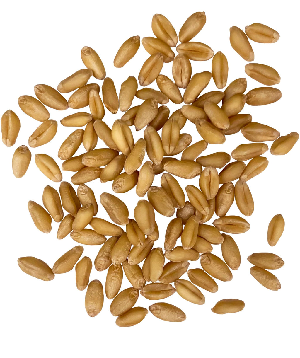 Soft White Wheat Berries 25 LBS Bulk Sproutable Non-GMO Kosher X30135