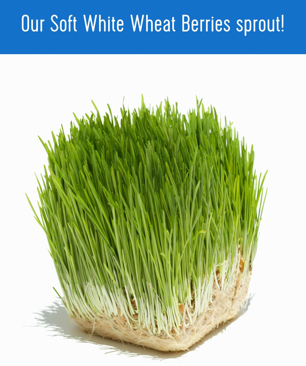 Soft White Wheat Berries 25 LBS Bulk Sproutable Non-GMO Kosher X30135